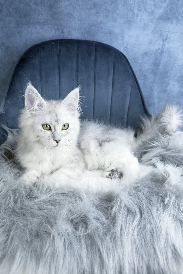 Giant Maine Coon kittens for sale