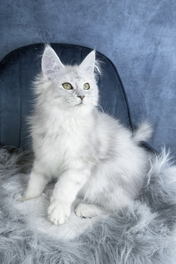 Giant Maine Coon kittens for sale