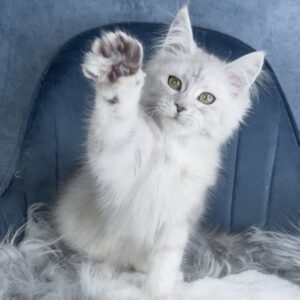 Giant Maine Coon kittens for sale