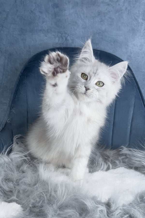 Giant Maine Coon kittens for sale