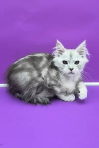 Maine Coon kittens for sale in Ireland