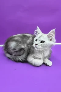 Maine Coon for Sale UK