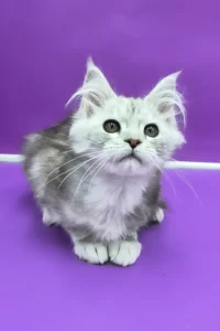 Maine Coon kittens for sale in Ireland