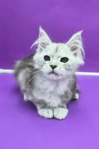 Maine Coon kittens for sale in Ireland