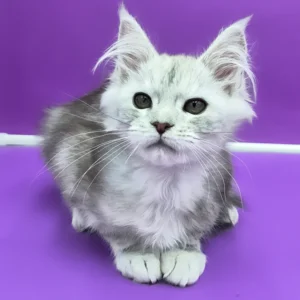 Maine Coon kittens for sale in Ireland