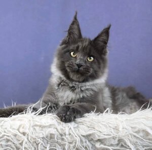Maine Coon Kittens Scotland, Refund and Returns Policy