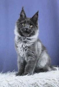 Maine Coon Kittens Scotland
