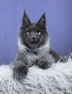 Maine Coon Kittens Scotland