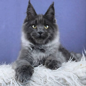 Maine Coon Kittens Scotland