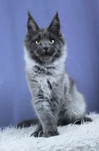 Maine Coon Kittens Scotland