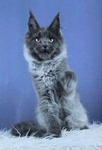 Maine Coon Kittens Scotland