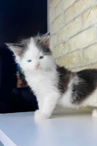 giant maine coon for sale