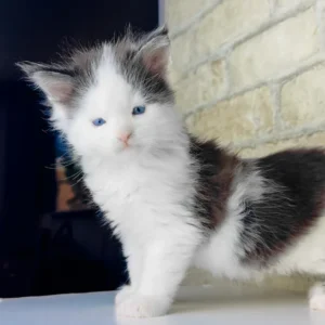 giant maine coon for sale
