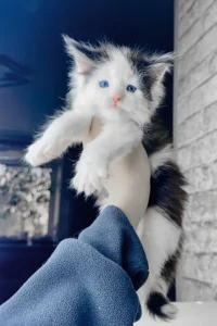 giant maine coon for sale