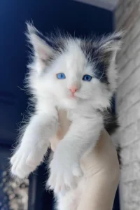 giant maine coon for sale