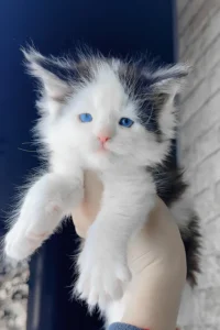 giant maine coon for sale