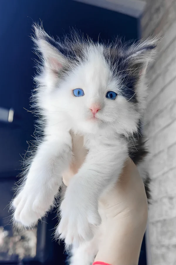 giant maine coon for sale