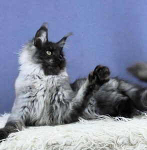 Maine coon kittens for sale scotland