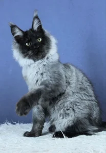 Maine coon kittens for sale scotland