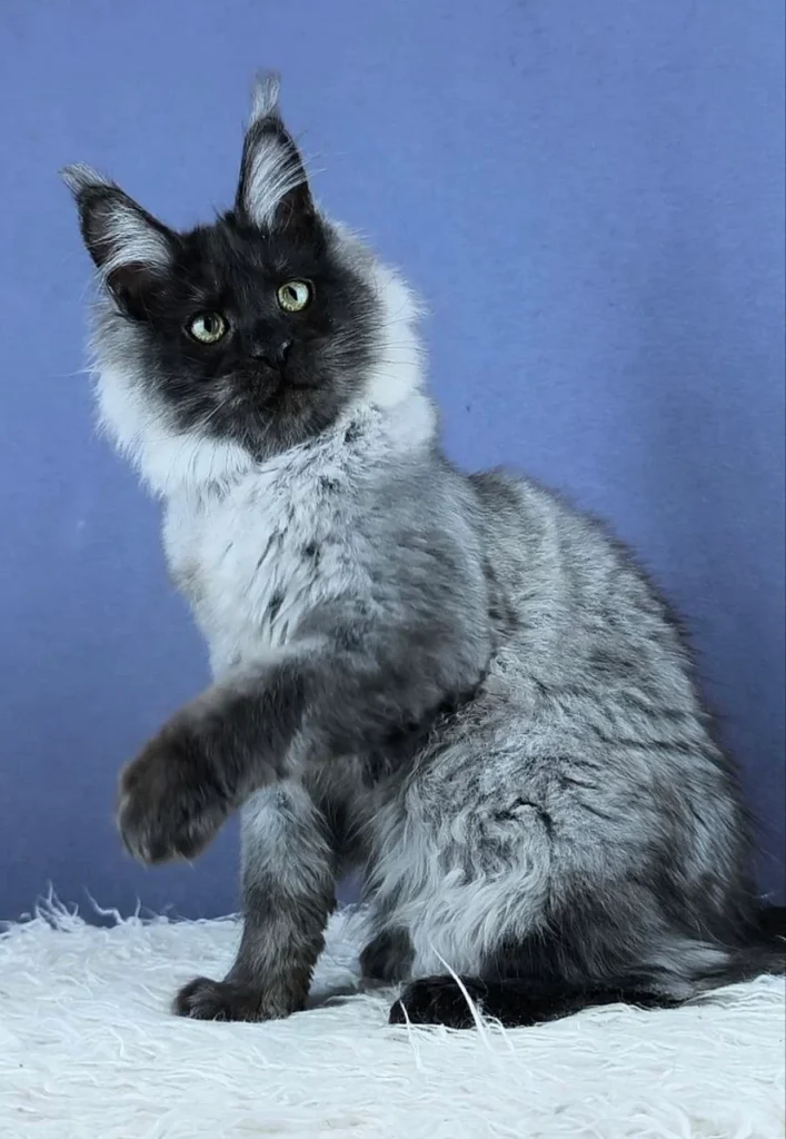 Maine coon kittens for sale scotland