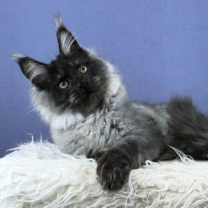 Maine coon kittens for sale scotland