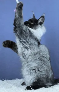 Maine coon kittens for sale scotland