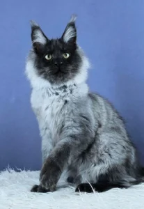 Maine coon kittens for sale scotland