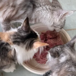 maine coon kitten food
