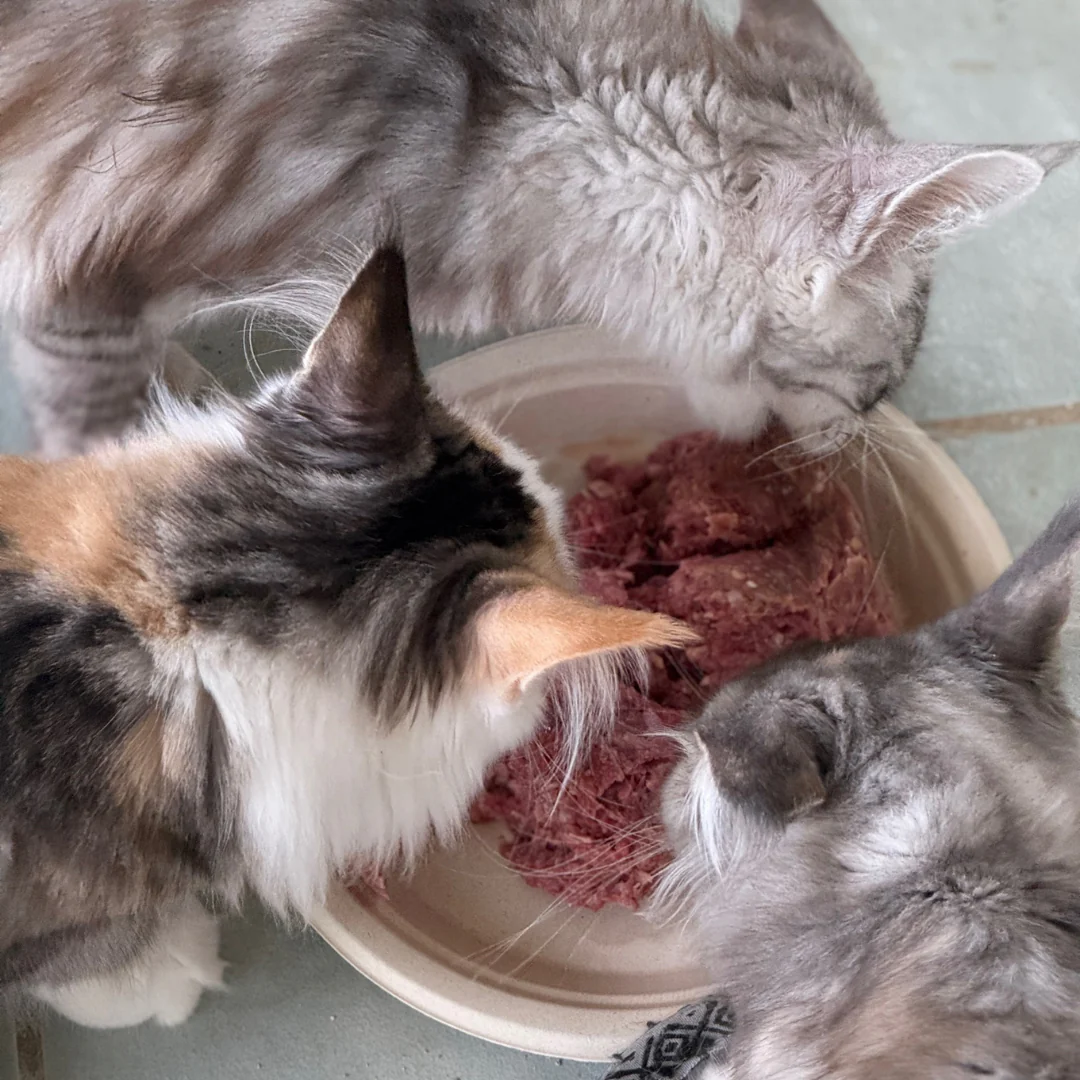 maine coon kitten food