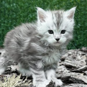 Maine Coon kittens for sale near me