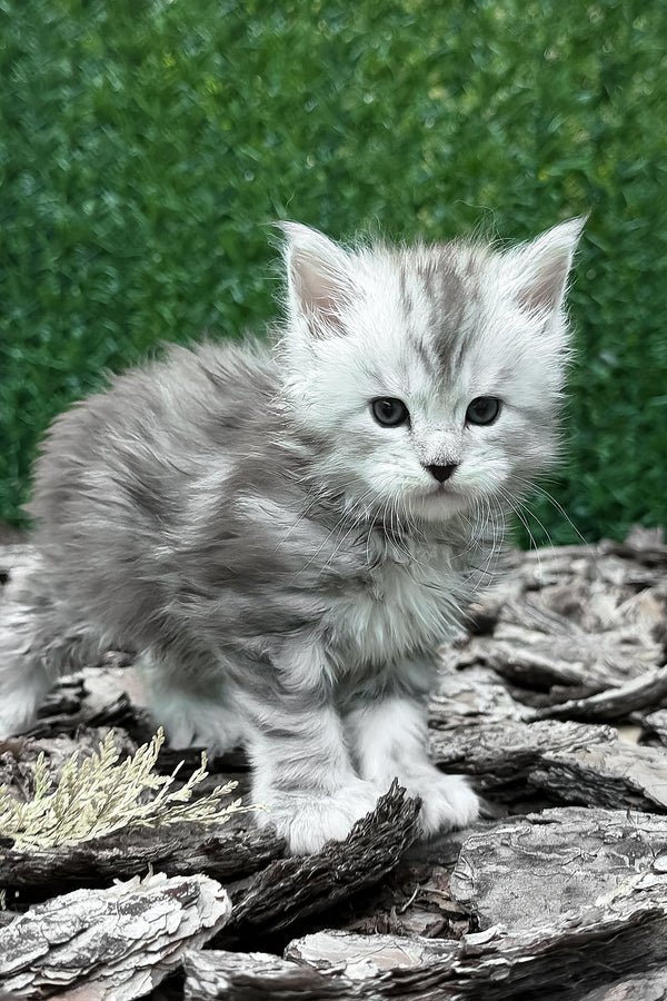 maine-coon-kittens-for-sale-near-me