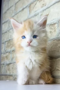 Maine Coon cat for sale