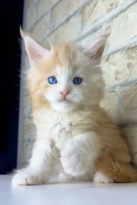 Maine Coon cat for sale