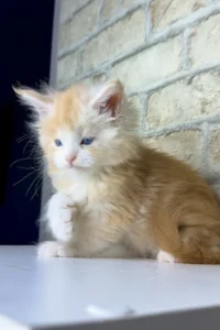 Maine Coon cat for sale