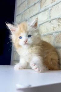 Maine Coon cat for sale