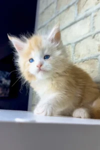 Maine Coon cat for sale