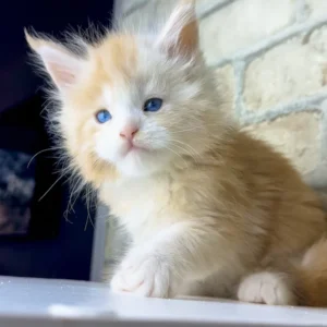 Maine Coon cat for sale