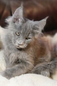 maine coon price uk