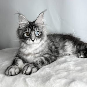 Giant Maine Coon kittens for sale