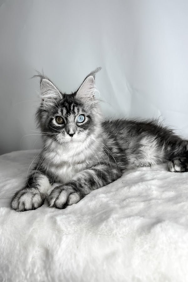 giant-maine-coon-kittens-for-sale