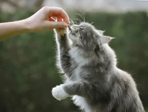 pedigree cats for sale