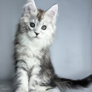 maine coon kitten for sale uk