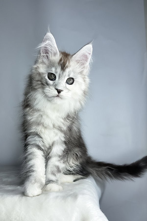maine-coon-kitten-for-sale-uk