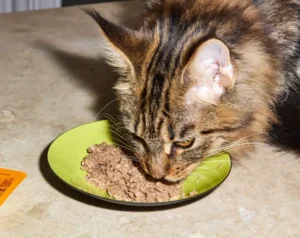 maine coon kitten food