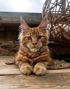 maine coon price uk
