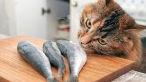 Is Fish Safe for Maine Coon Eat