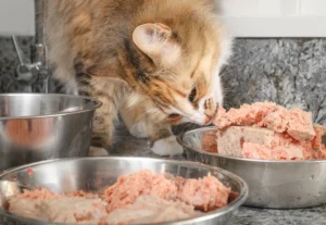 maine coon kitten food