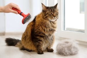 do maine coons shed