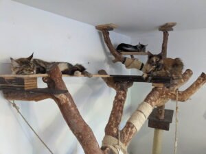 pedigree cats for sale
