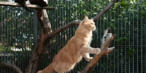pedigree cats for sale